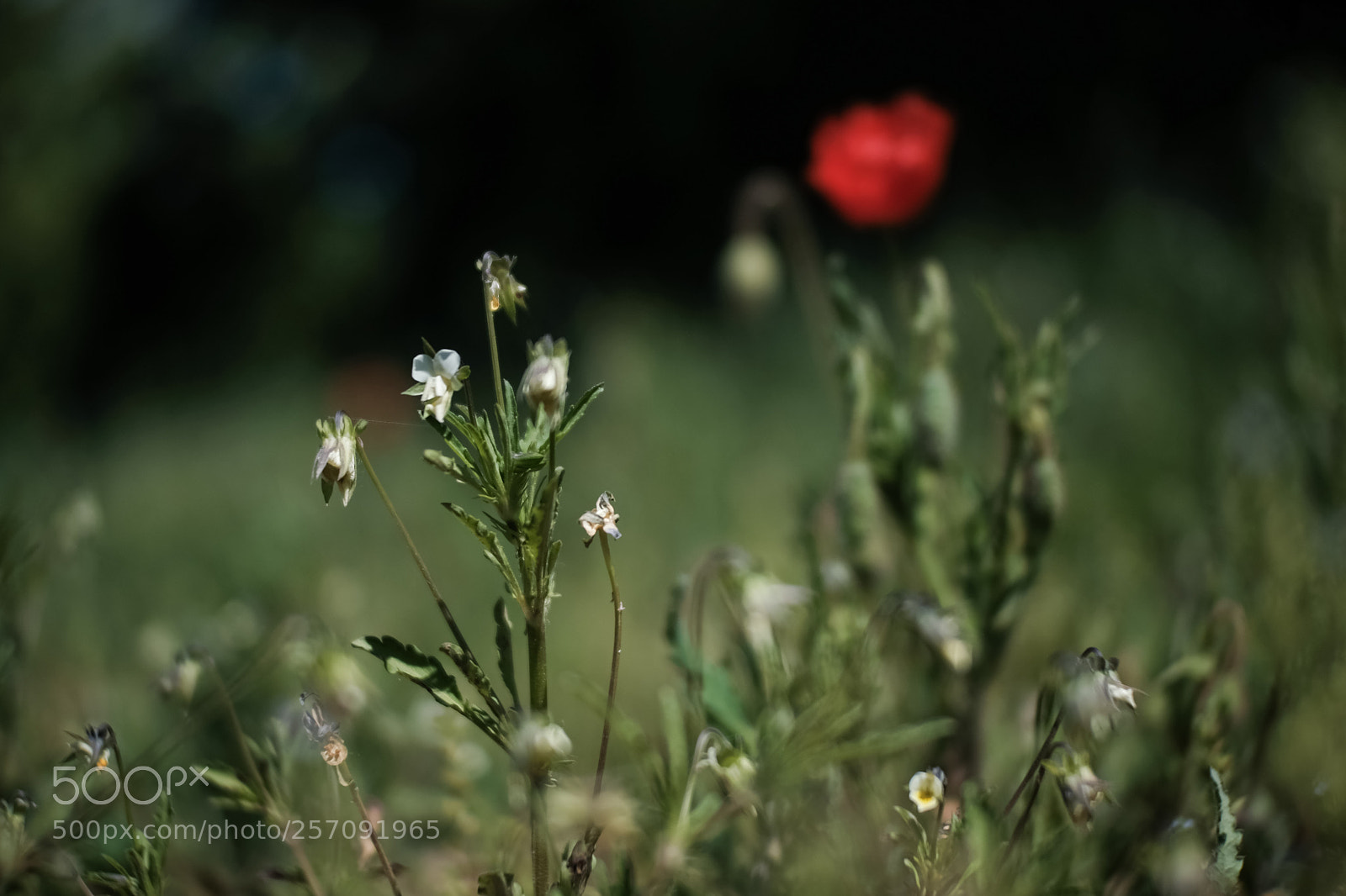 Fujifilm X-T20 sample photo. 'soft' photography