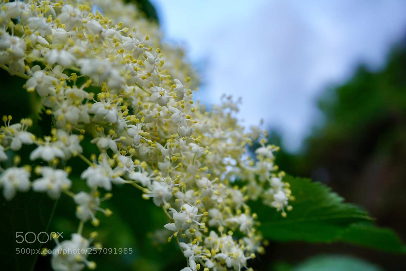 Sony a6000 sample photo. Elderflower like a bridal photography