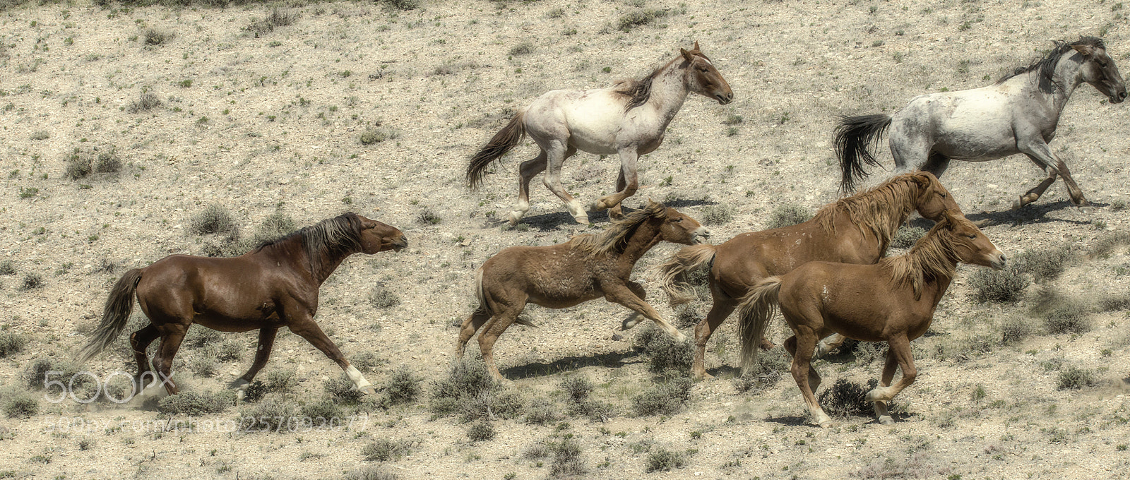 Canon EOS 100D (EOS Rebel SL1 / EOS Kiss X7) sample photo. Wild mustangs in coloradokeeping photography