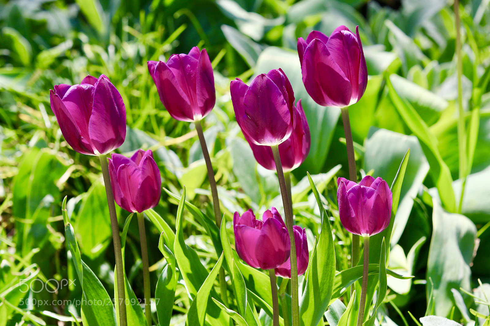 Canon EOS 70D sample photo. Untitled photography