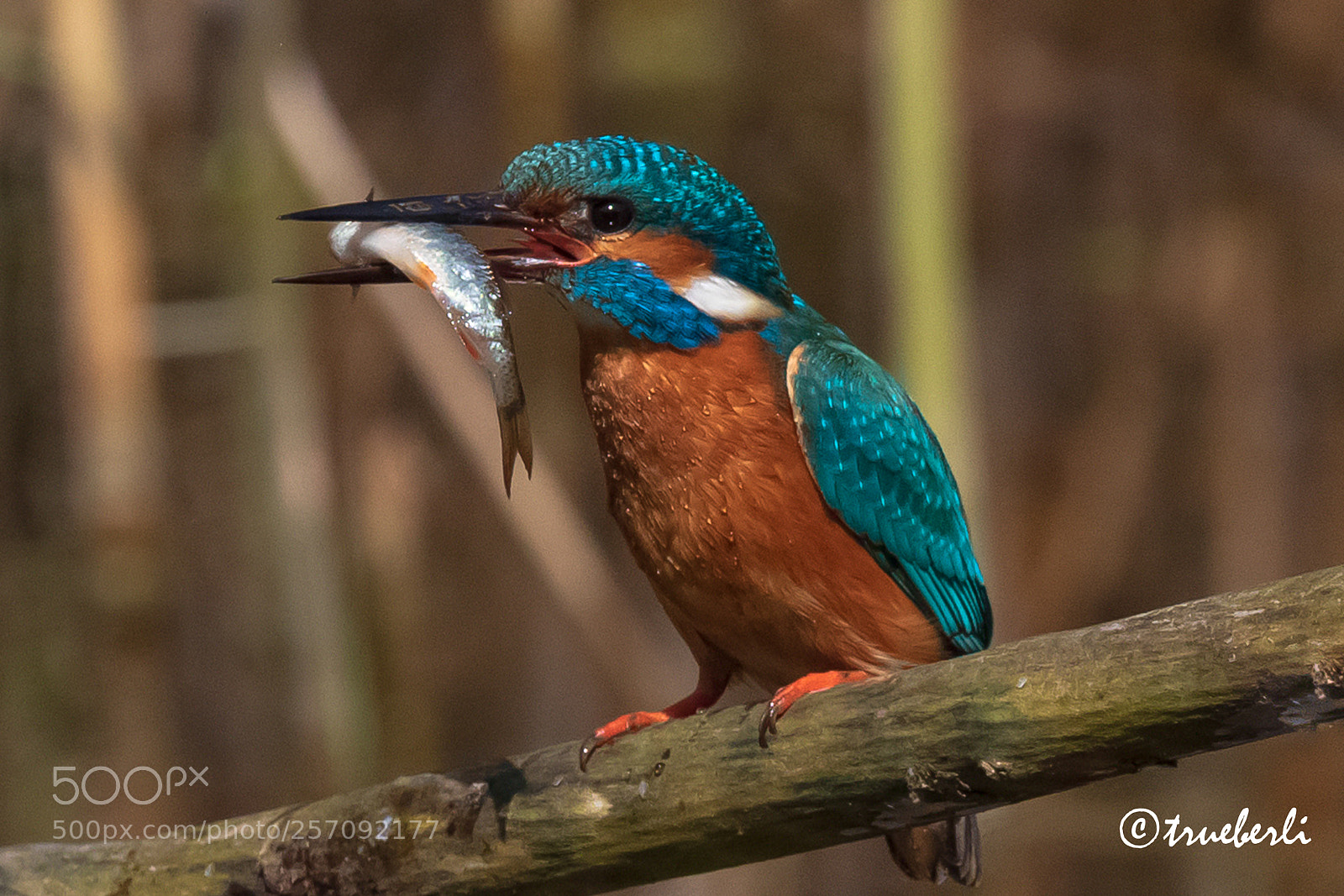 Canon EOS 7D Mark II sample photo. Kingfisher photography