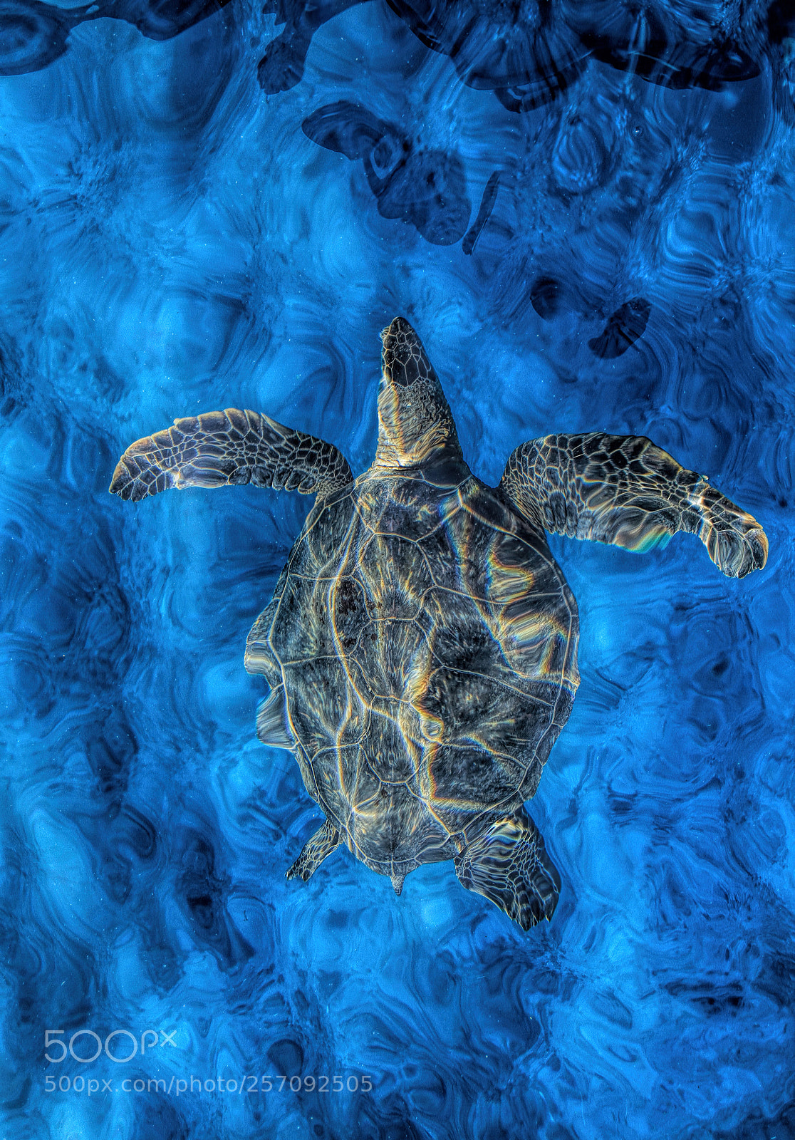 Canon EOS 7D sample photo. Turtle surfacing photography
