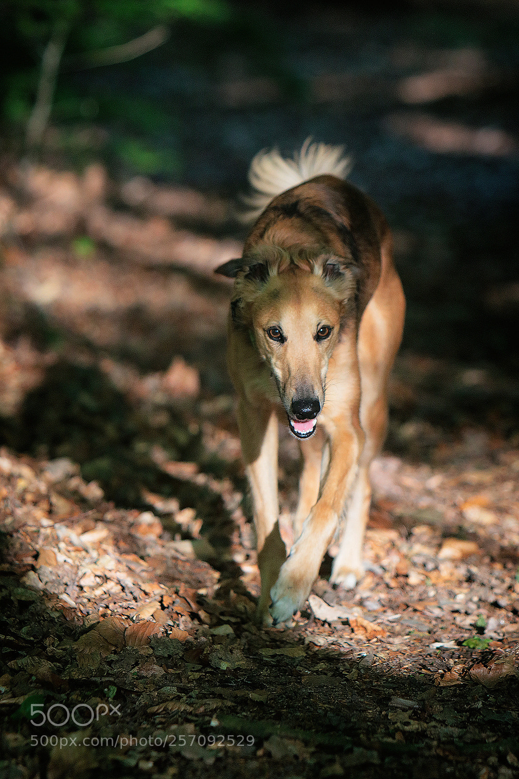 Canon EOS 80D sample photo. Dante, sighthound, strolling through photography