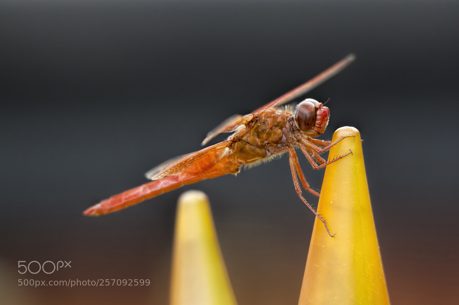 Canon EOS 60D sample photo. Orange dragon photography