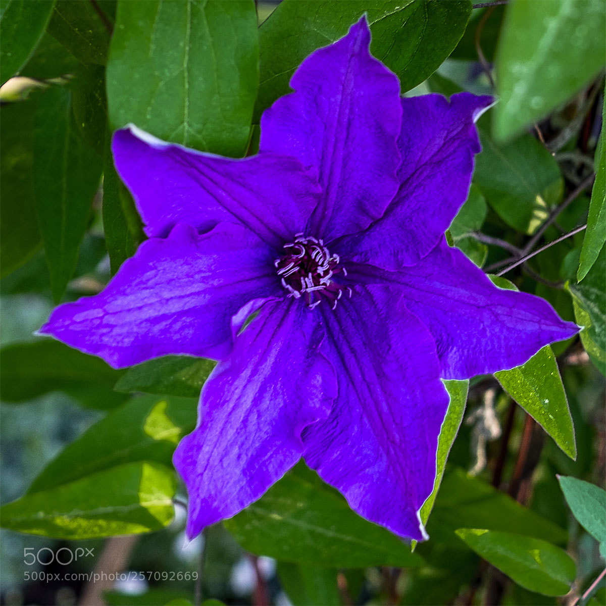 Fujifilm X-T1 sample photo. Blüten 080518-018 photography