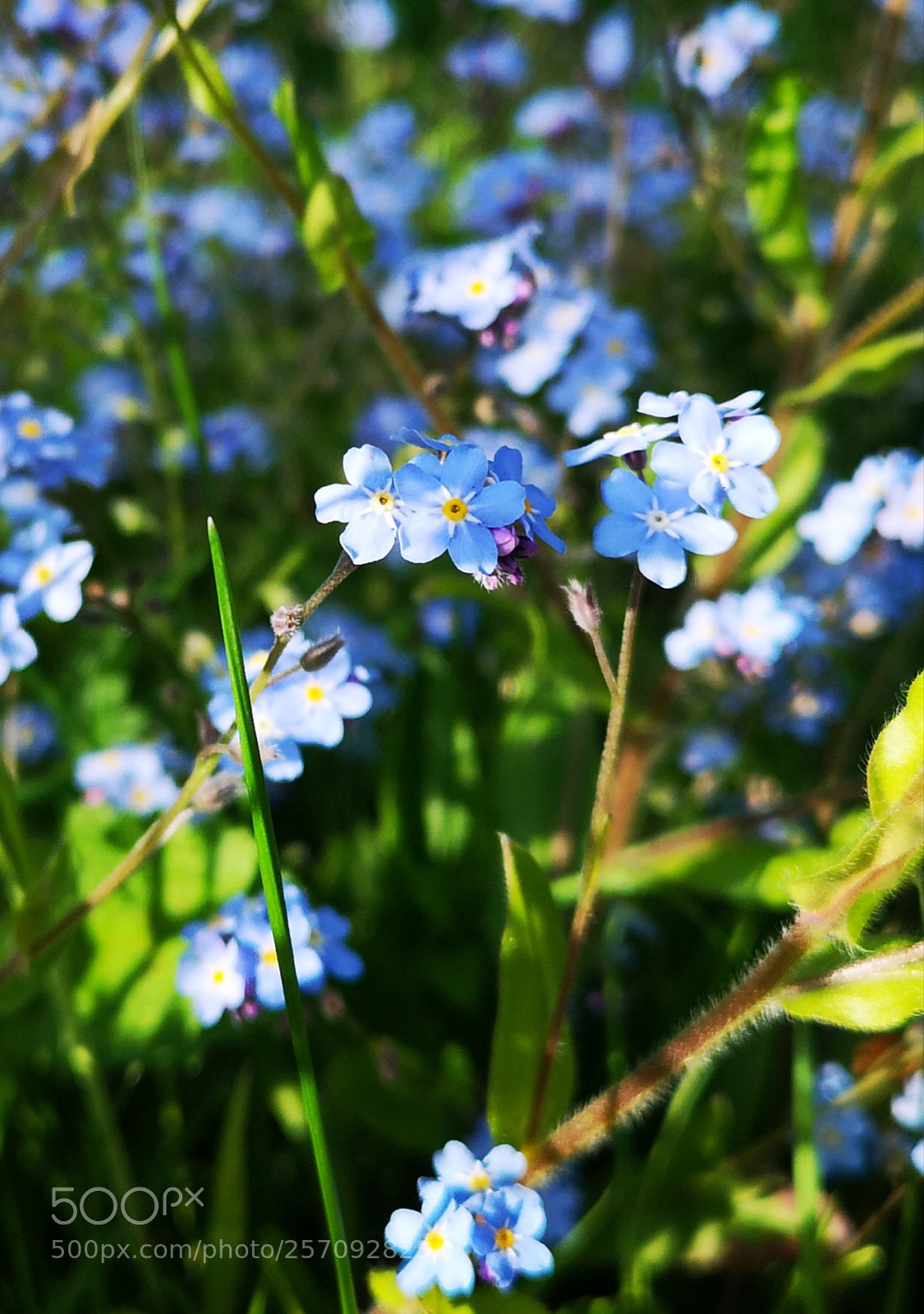 HUAWEI CLT-L09 sample photo. Meadow flowers photography