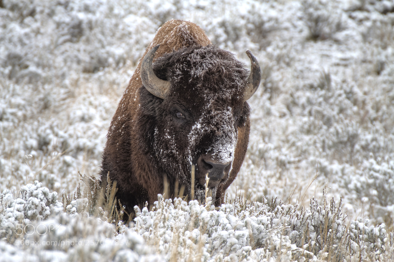 Canon EOS 7D sample photo. Snowy bison photography