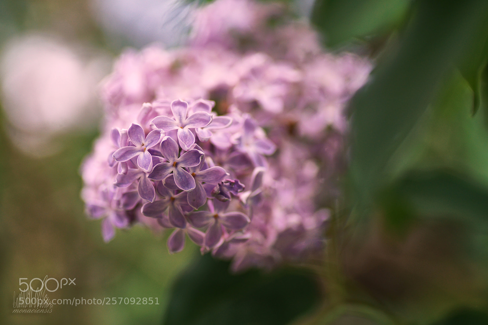 Sony ILCA-77M2 sample photo. Lila photography