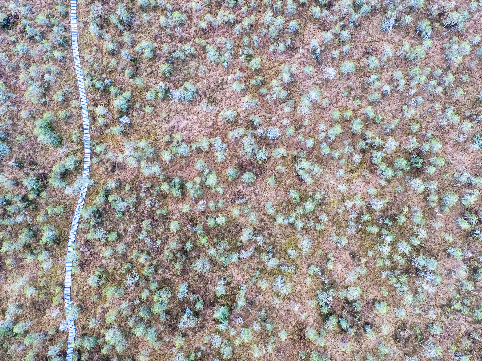 DJI FC6520 sample photo. Bog and road photography