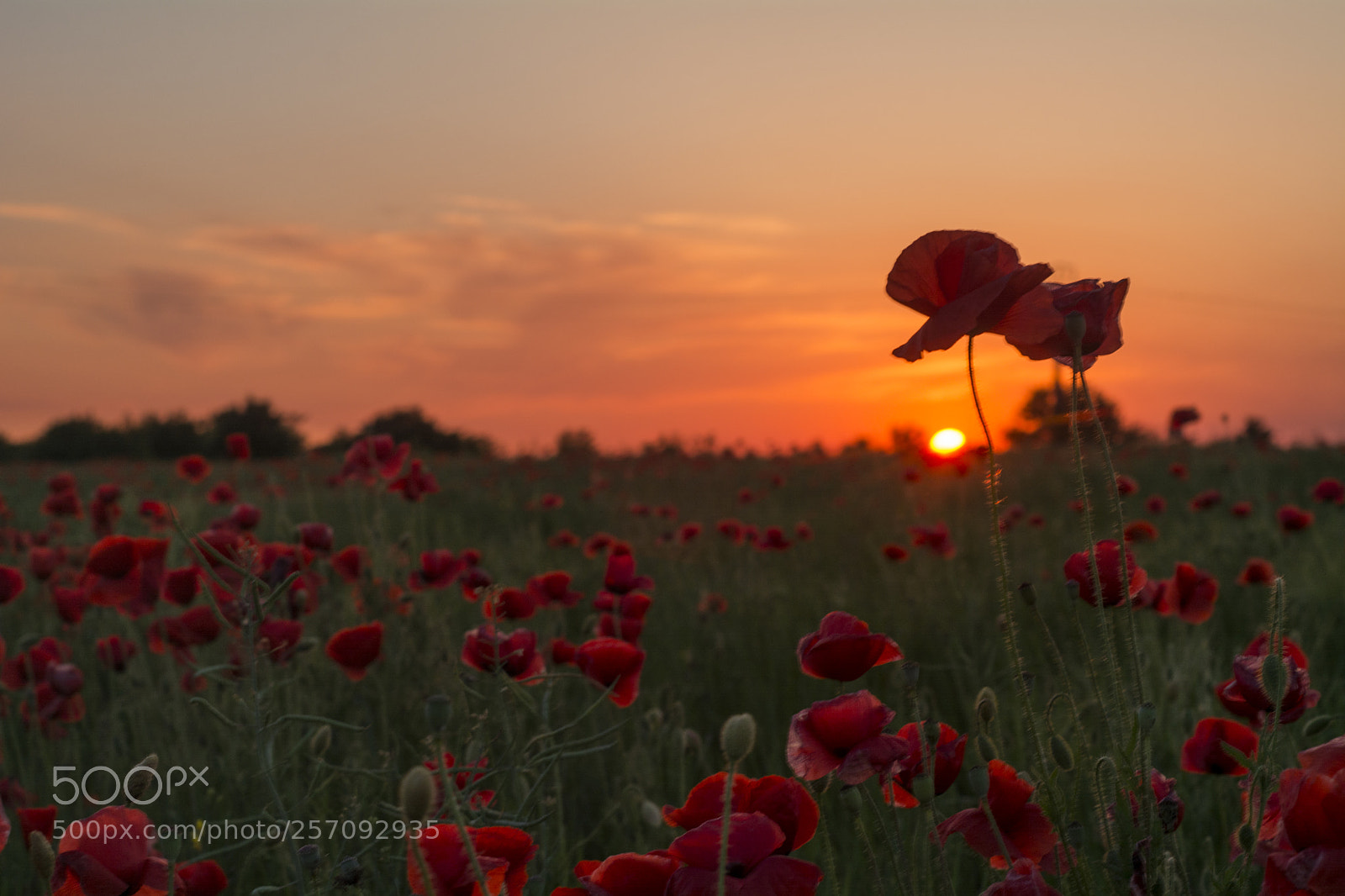 Nikon D7100 sample photo. Beautiful sunset in the photography