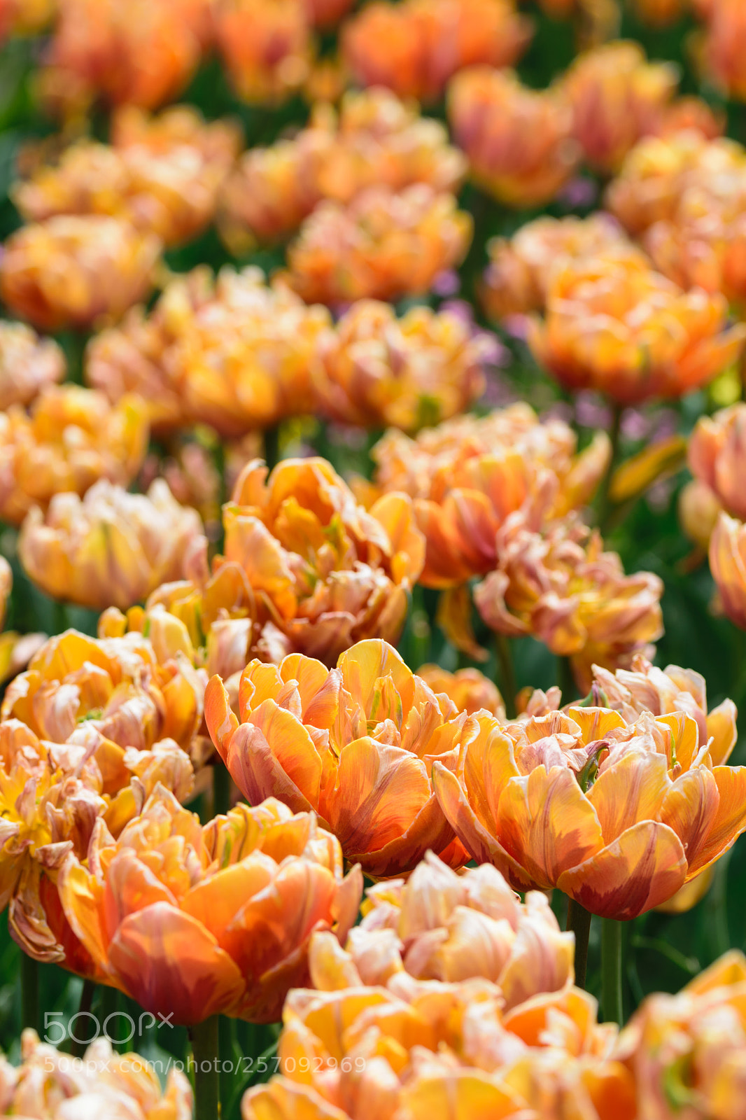 Nikon D5300 sample photo. Spring inspirations photography