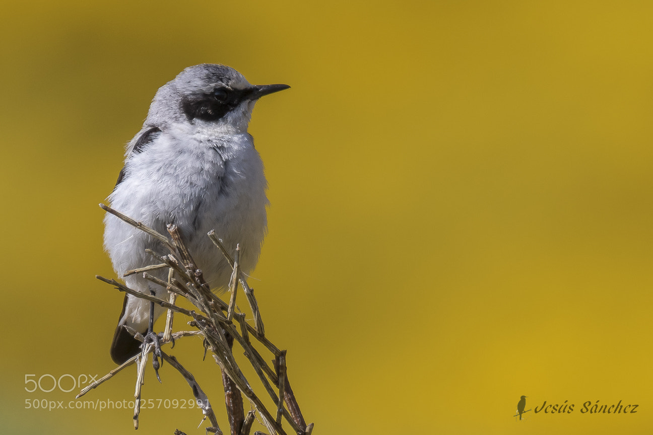 Canon EOS 7D Mark II sample photo. Collalba gris (oenanthe oenanthe) photography