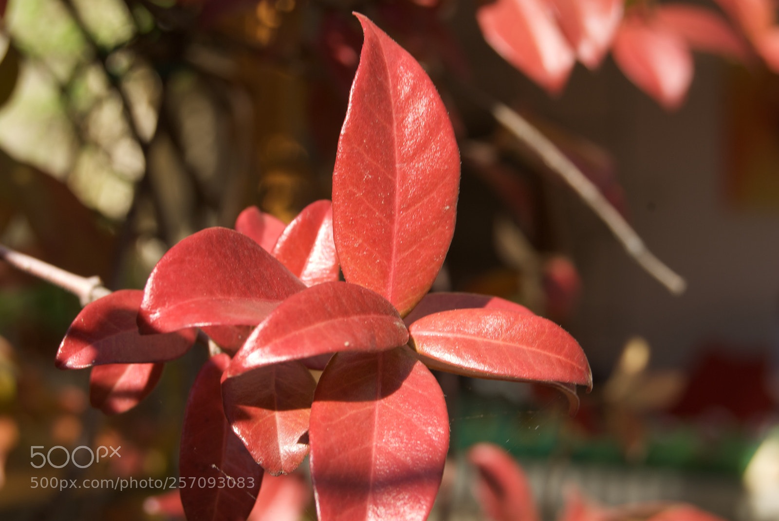 Nikon D60 sample photo. Autumn jasmine leaves photography