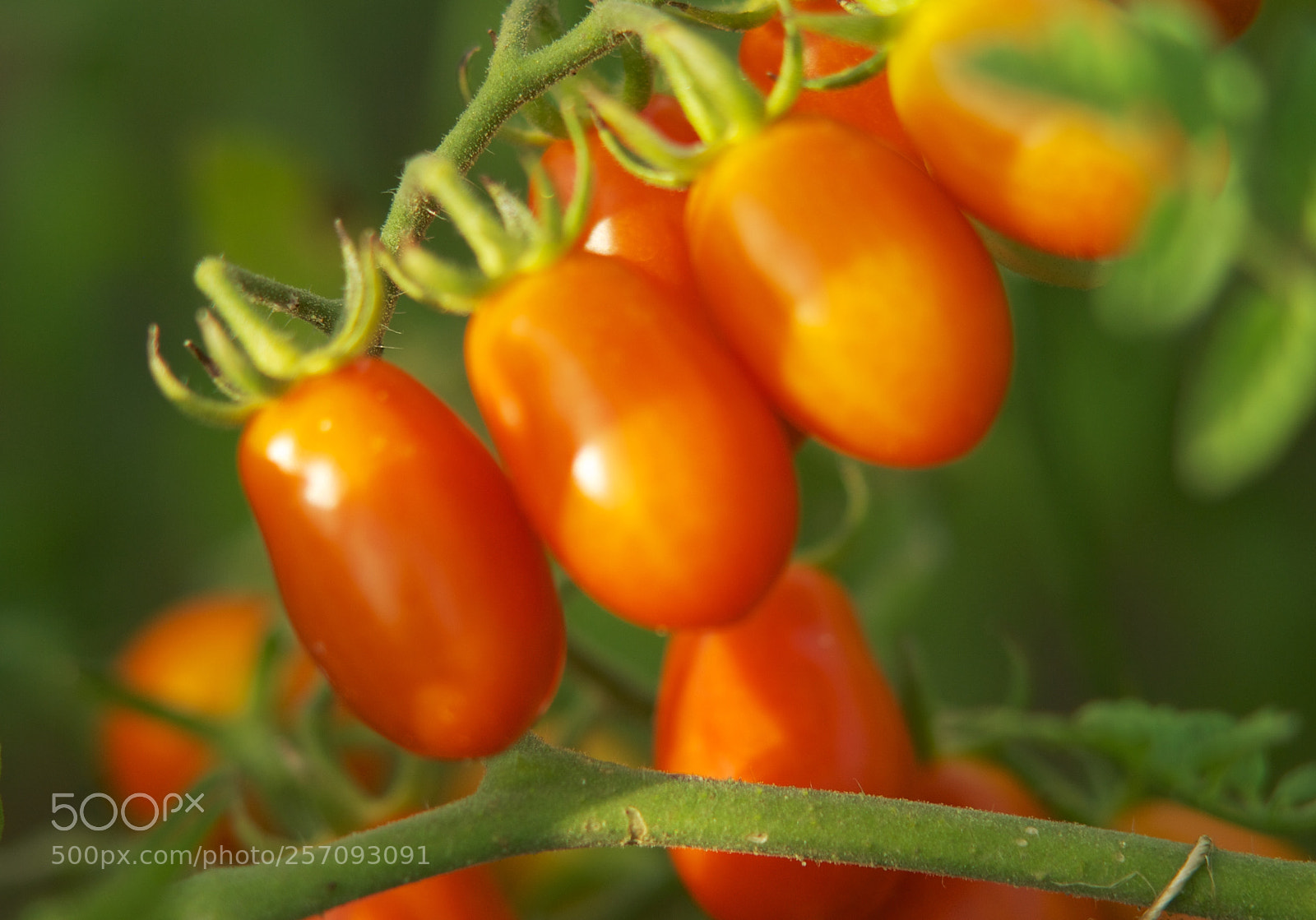 Nikon D60 sample photo. Version photography