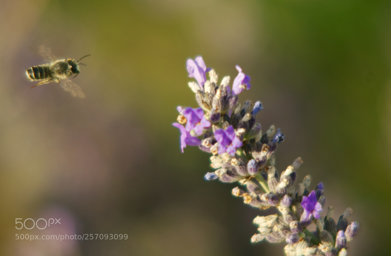 Nikon D60 sample photo. Version photography
