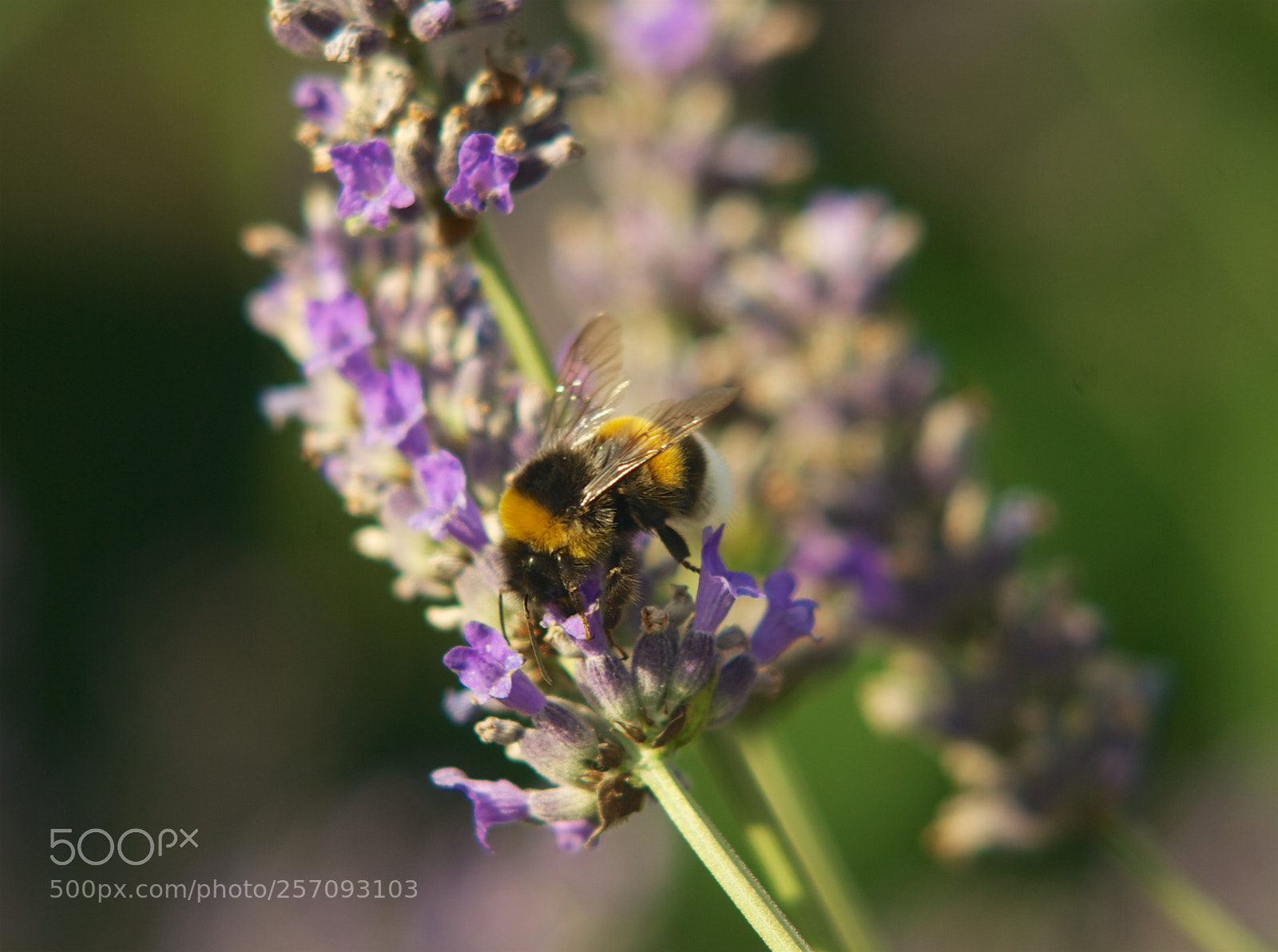 Nikon D60 sample photo. Version photography