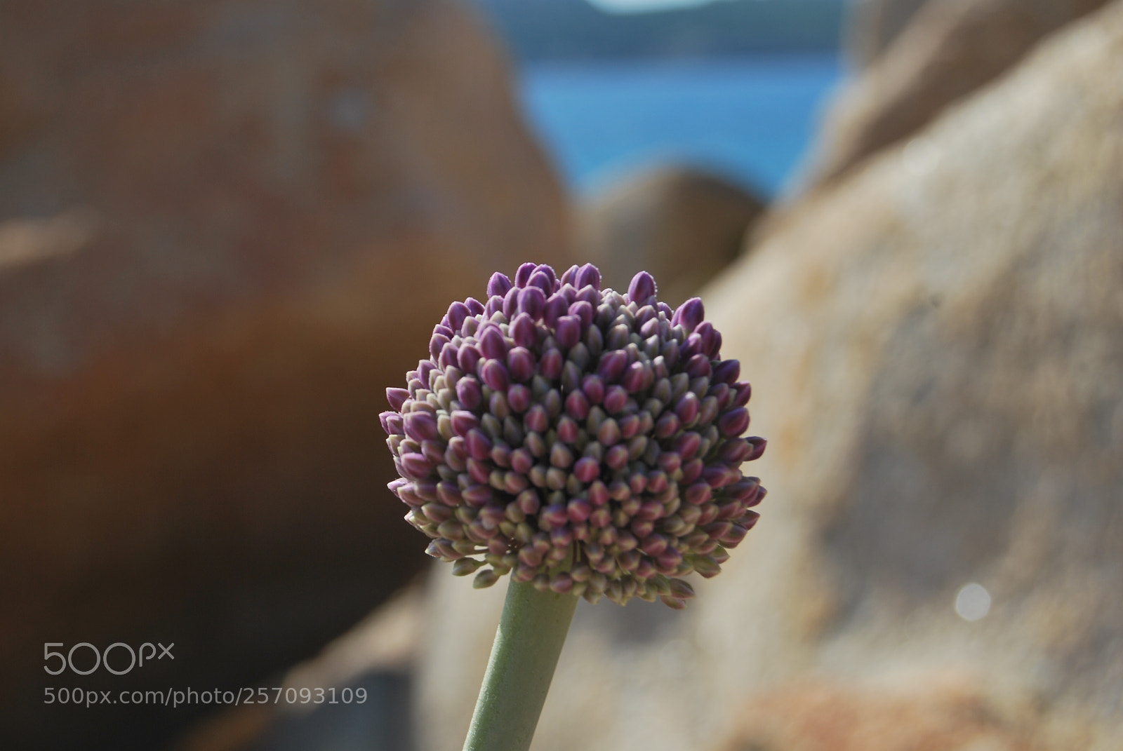 Nikon D60 sample photo. () photography
