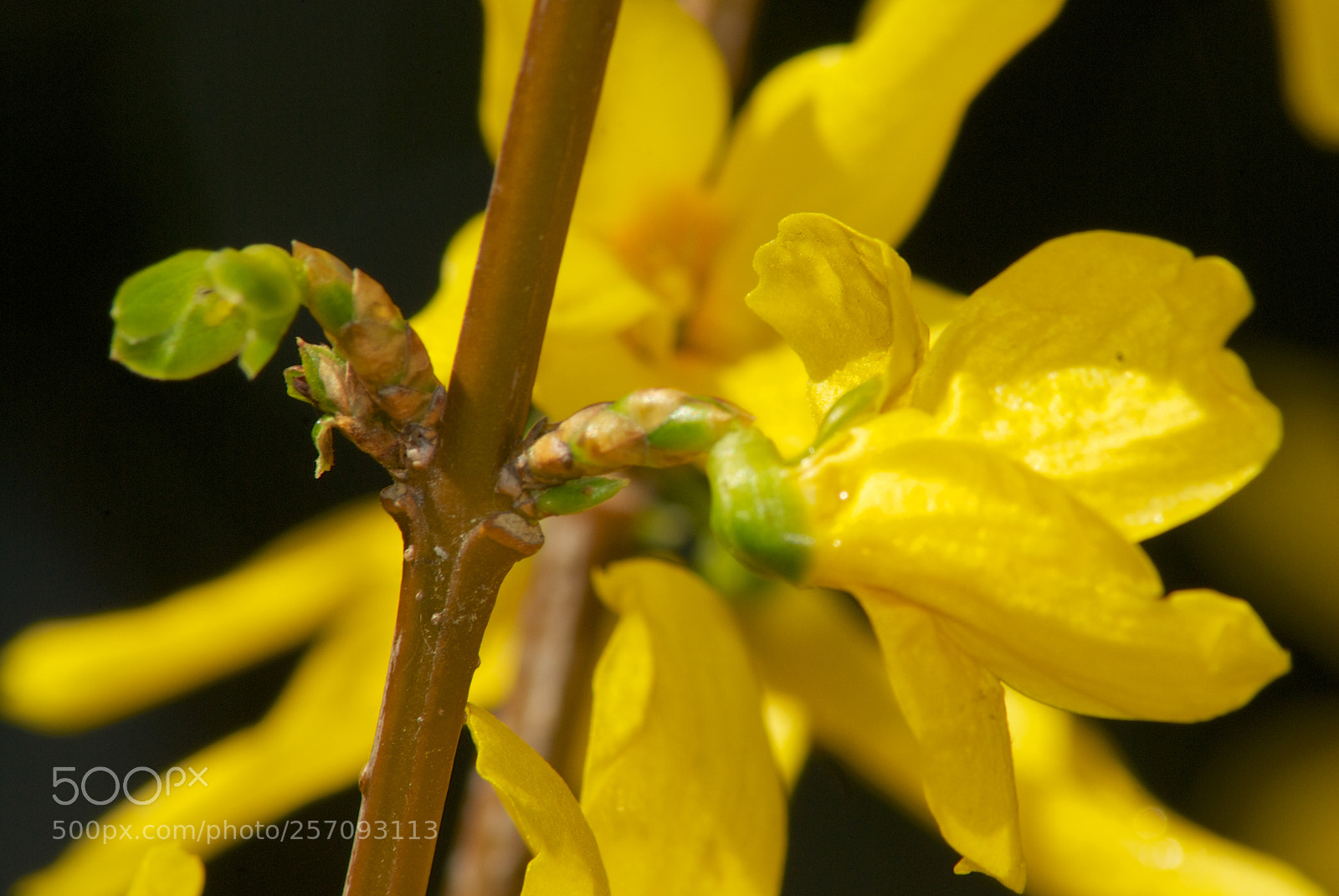 Nikon D60 sample photo. Version photography