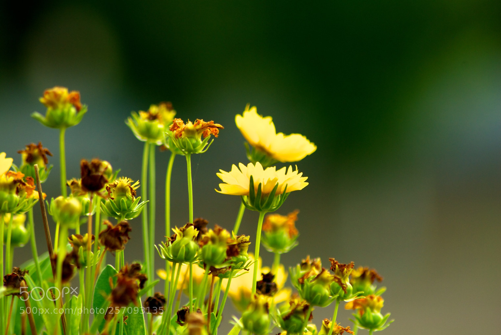 Nikon D60 sample photo. Version photography