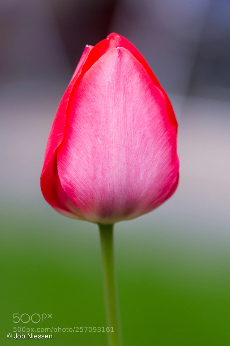 Canon EOS 6D sample photo. Tulip photography
