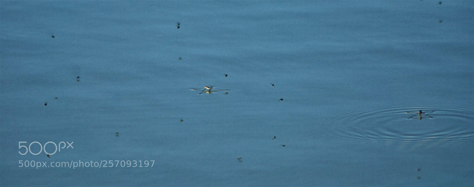 Nikon D60 sample photo. Version photography