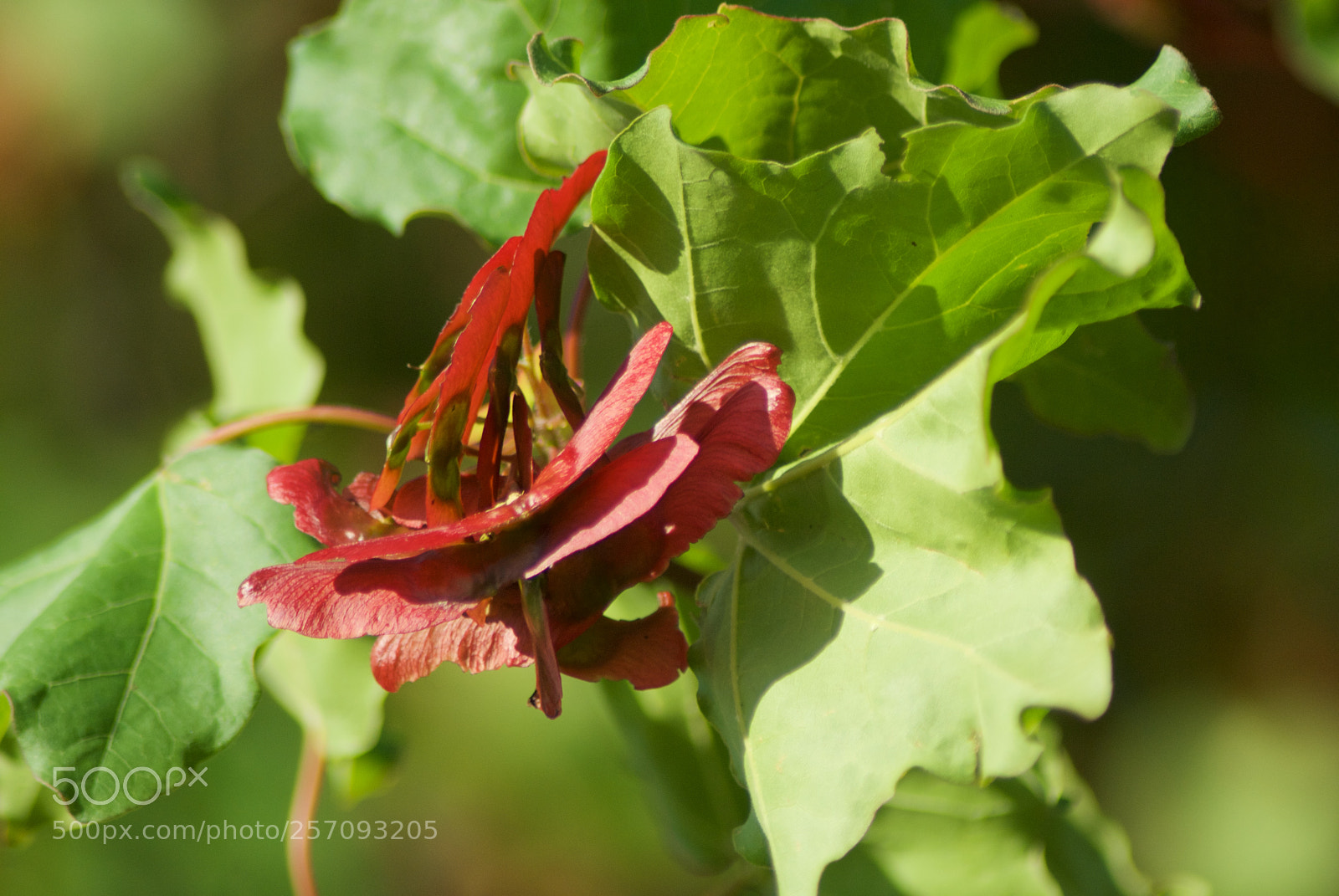 Nikon D60 sample photo. Version photography