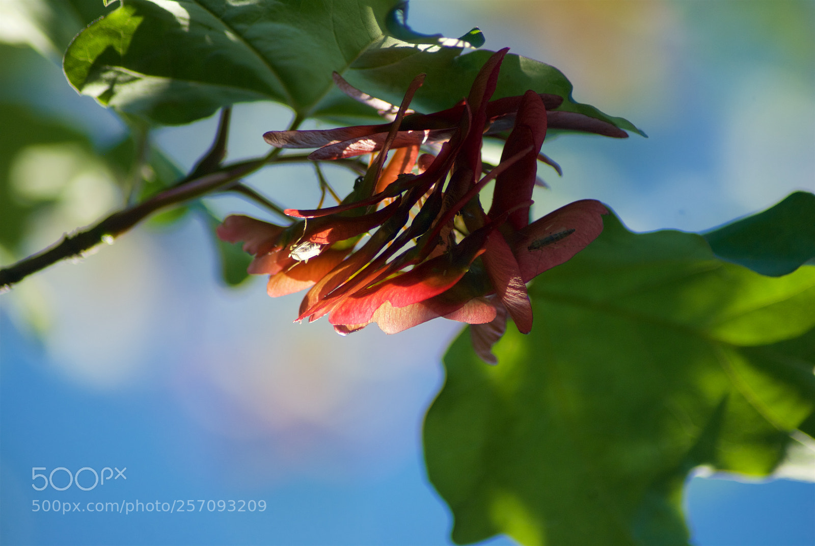 Nikon D60 sample photo. Version photography