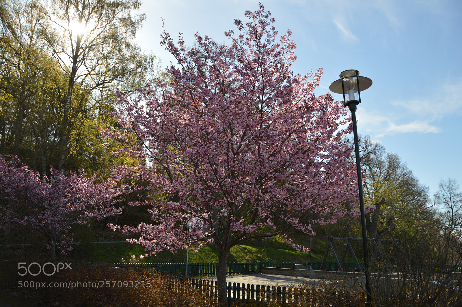 Nikon D3200 sample photo. Cherry blossom photography
