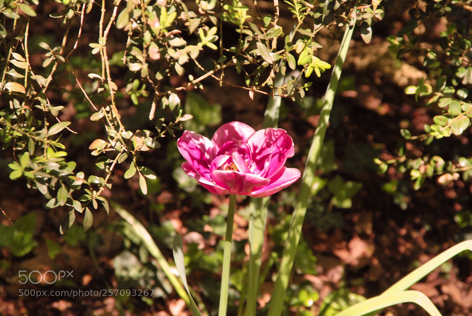 Nikon D60 sample photo. Version photography