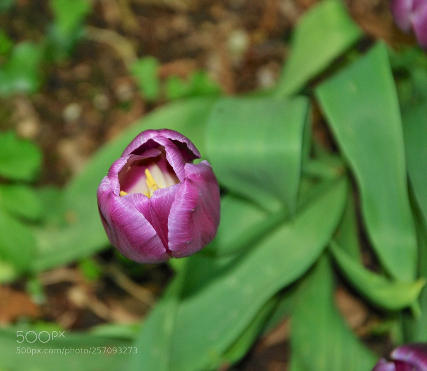 Nikon D60 sample photo. Version photography