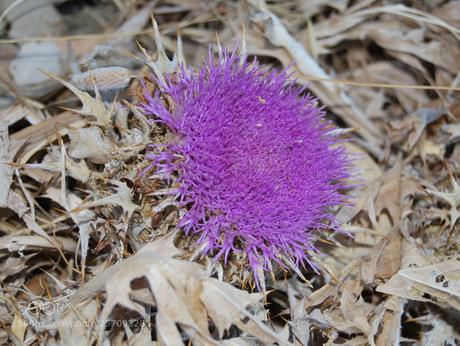 Nikon D60 sample photo. Version () photography
