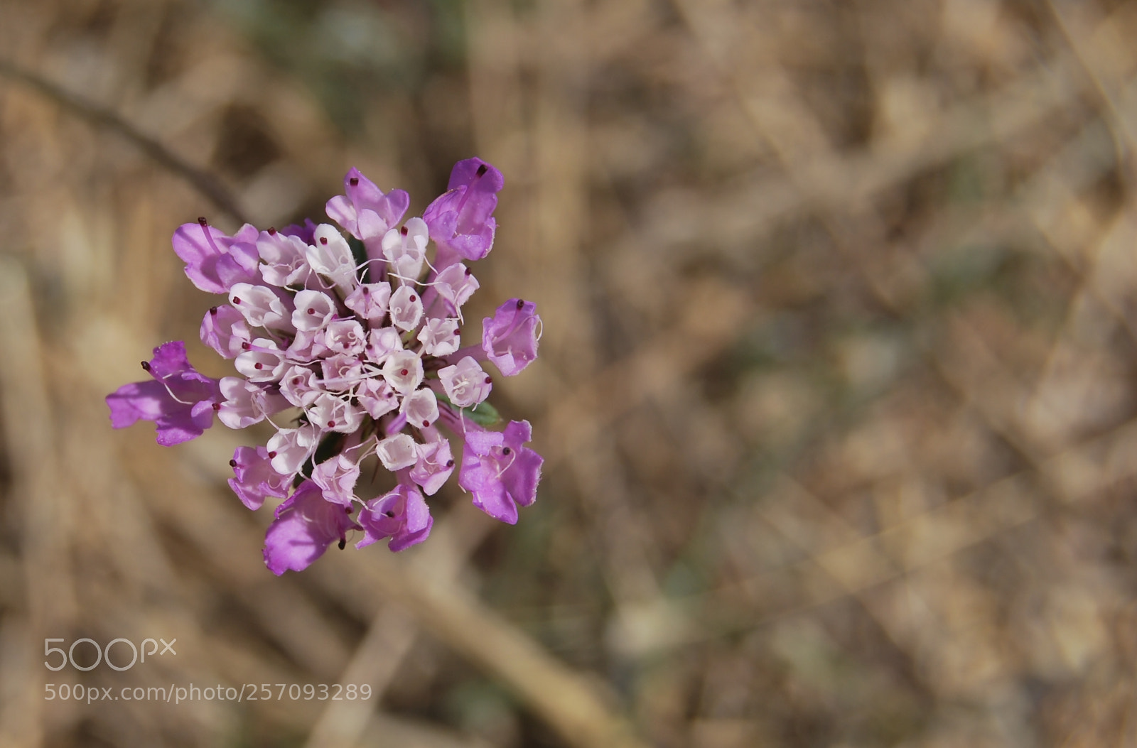 Nikon D60 sample photo. Version photography