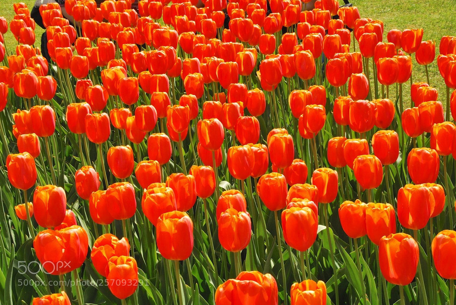 Nikon D60 sample photo. Version photography