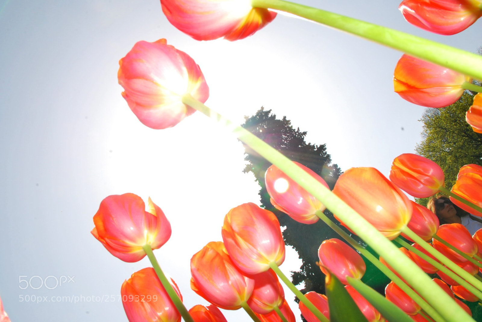 Nikon D60 sample photo. Version photography