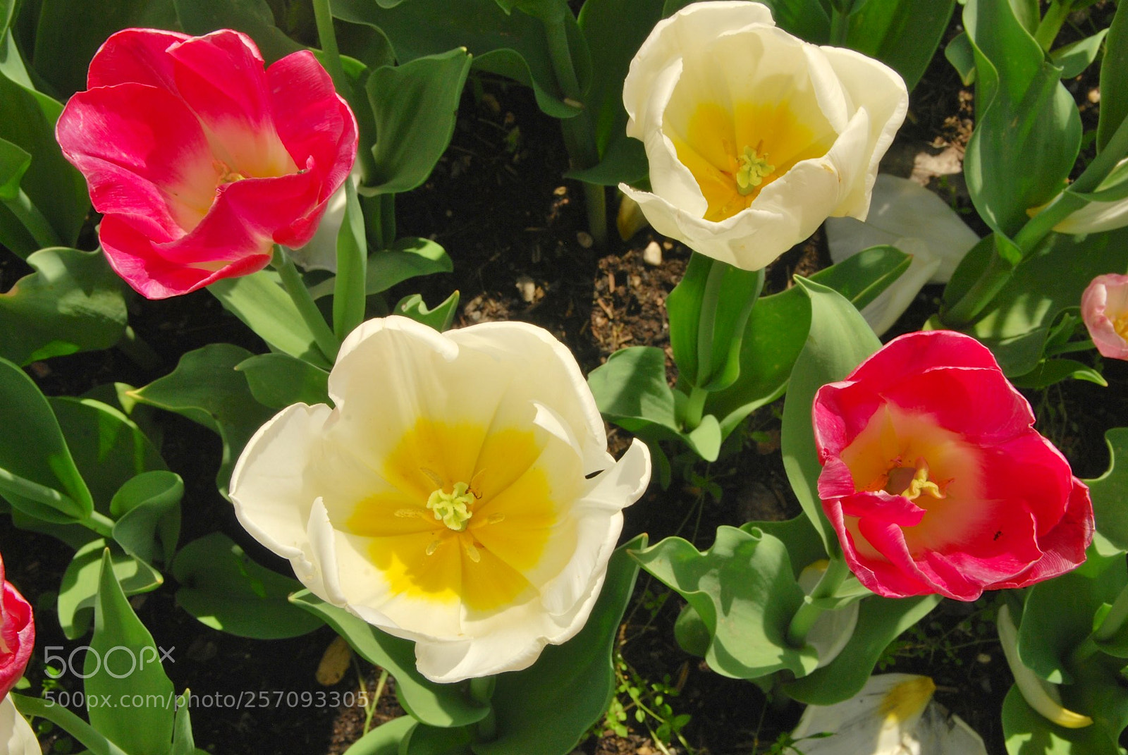 Nikon D60 sample photo. Version photography
