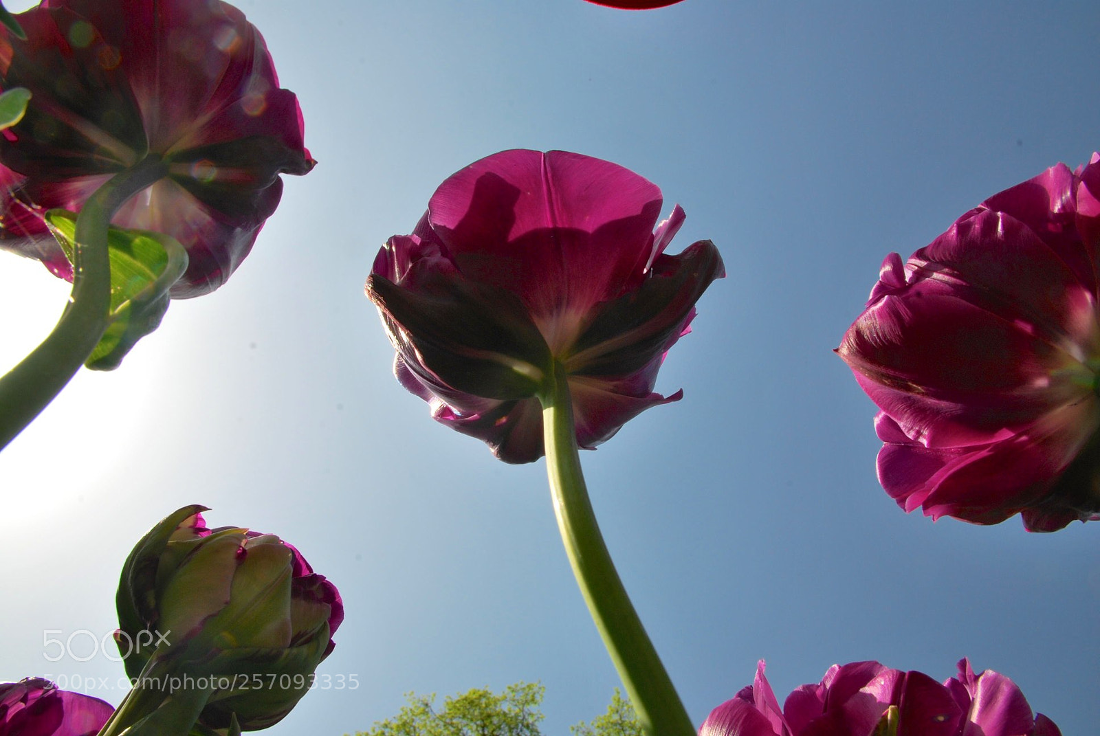 Nikon D60 sample photo. Version photography