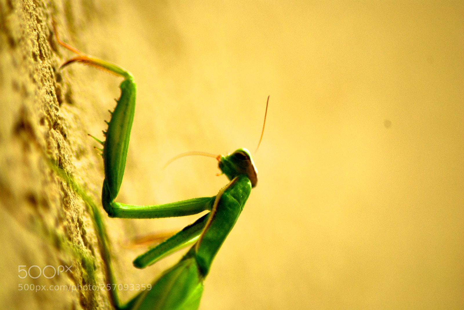 Nikon D60 sample photo. Version photography