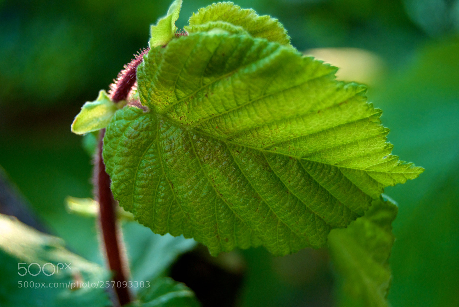 Nikon D60 sample photo. Version photography