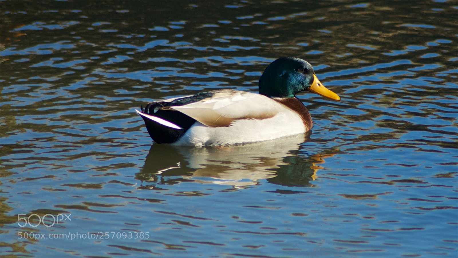Nikon D60 sample photo. Version photography