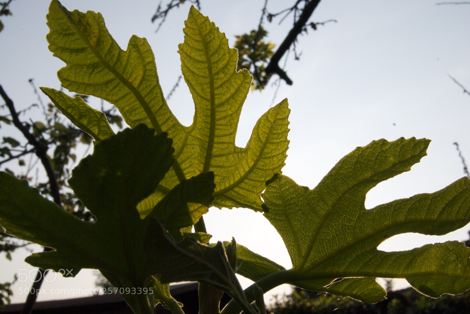 Nikon D60 sample photo. Version photography