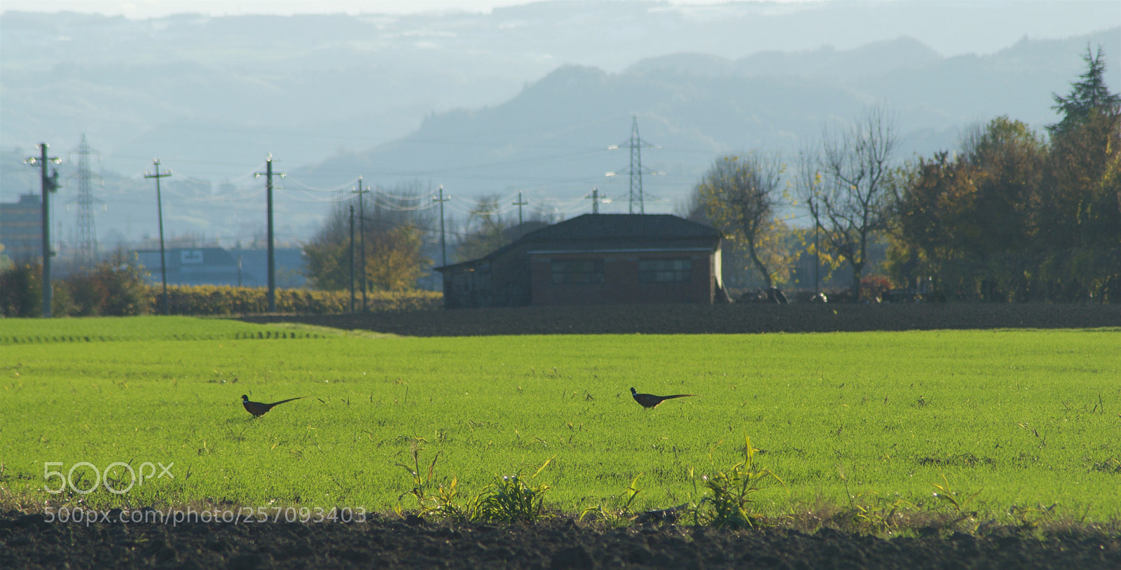 Nikon D60 sample photo. Version () photography