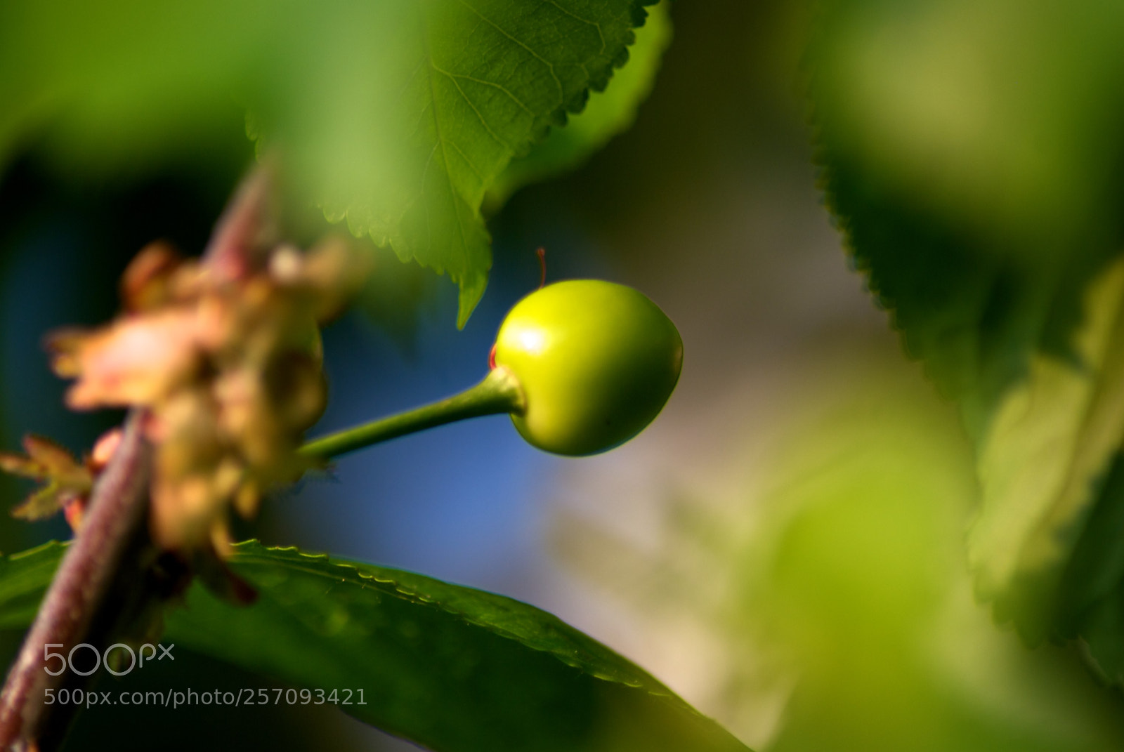 Nikon D60 sample photo. Version photography