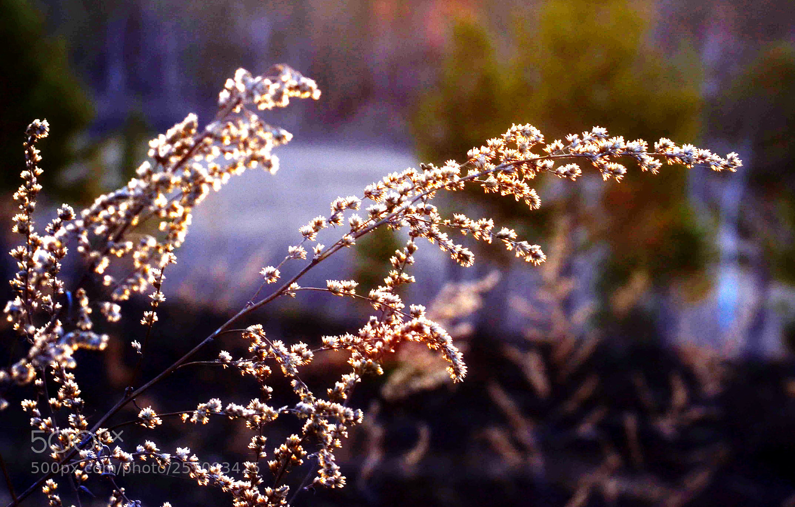 Nikon D7000 sample photo. Siberian beauty photography