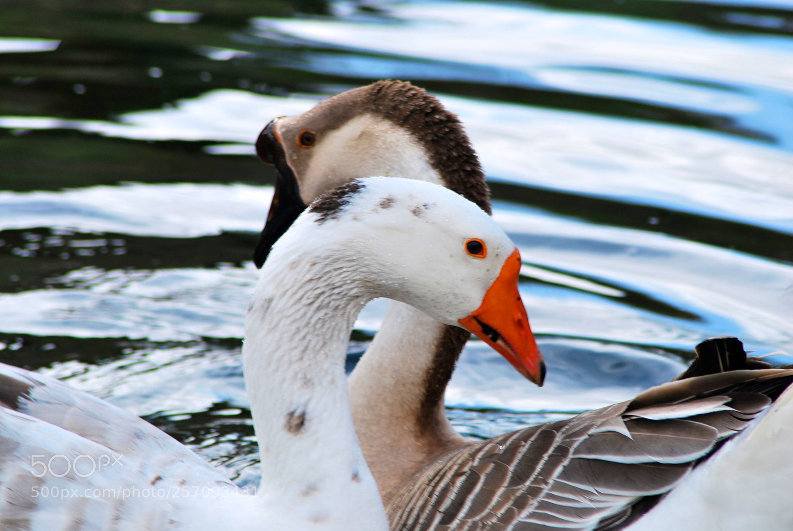 Nikon D60 sample photo. Version photography