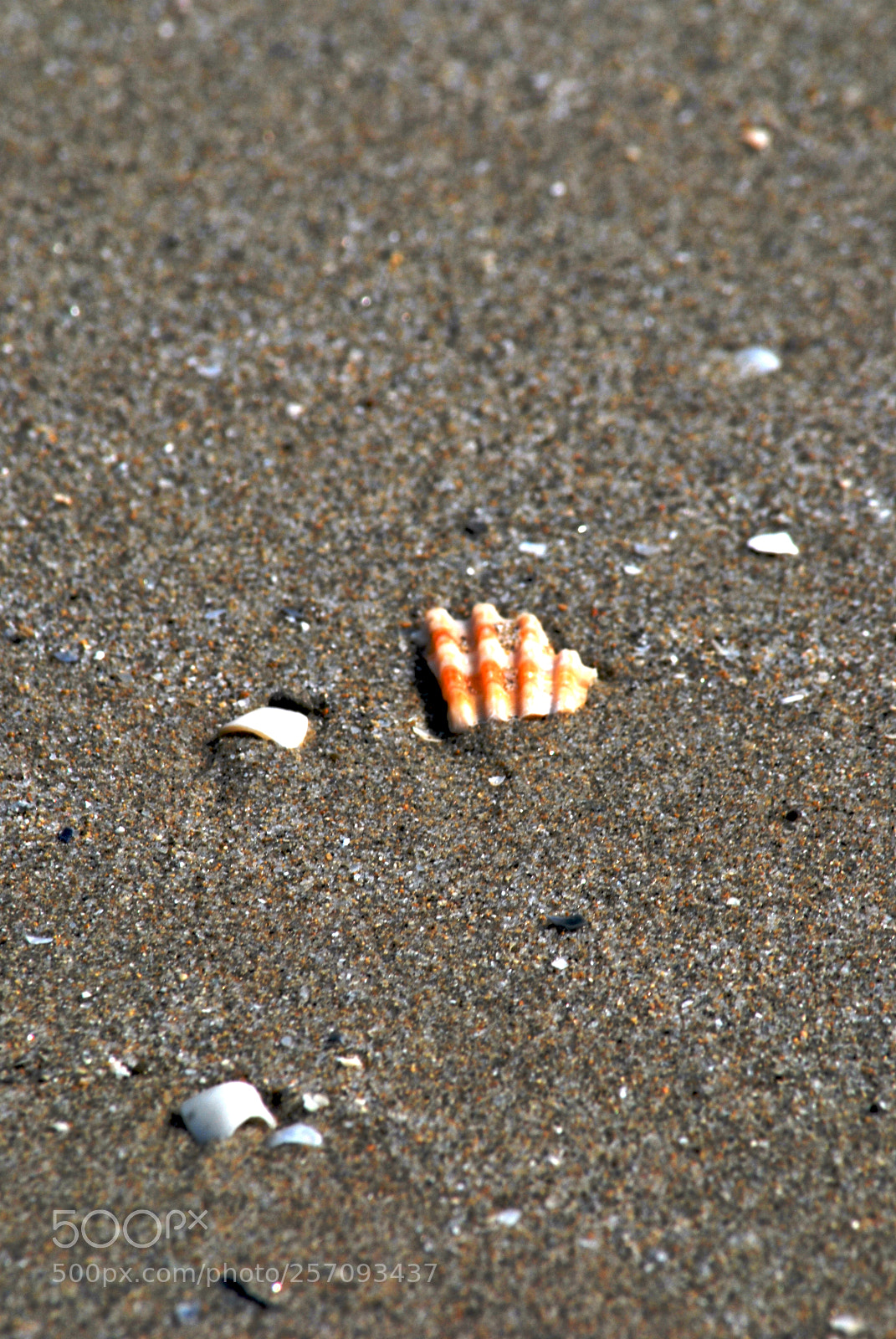Nikon D60 sample photo. Version photography