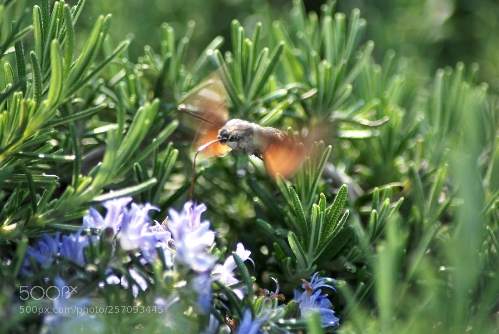 Nikon D60 sample photo. Version photography