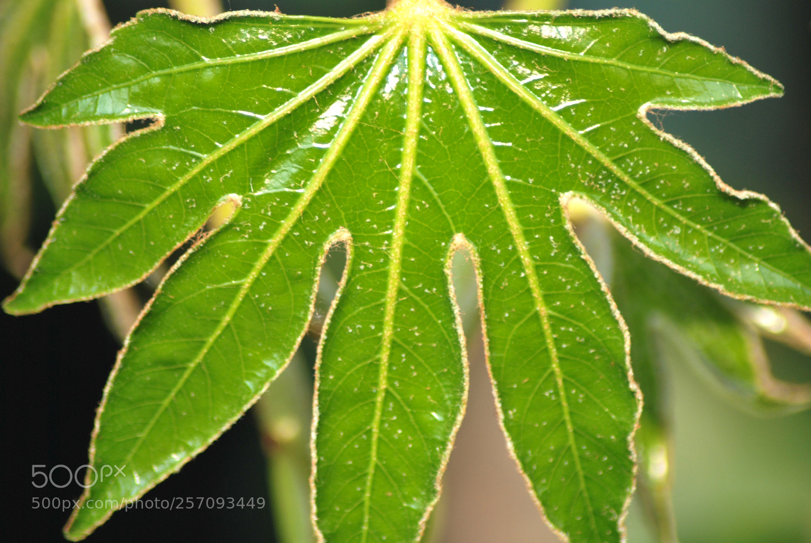 Nikon D60 sample photo. Version photography