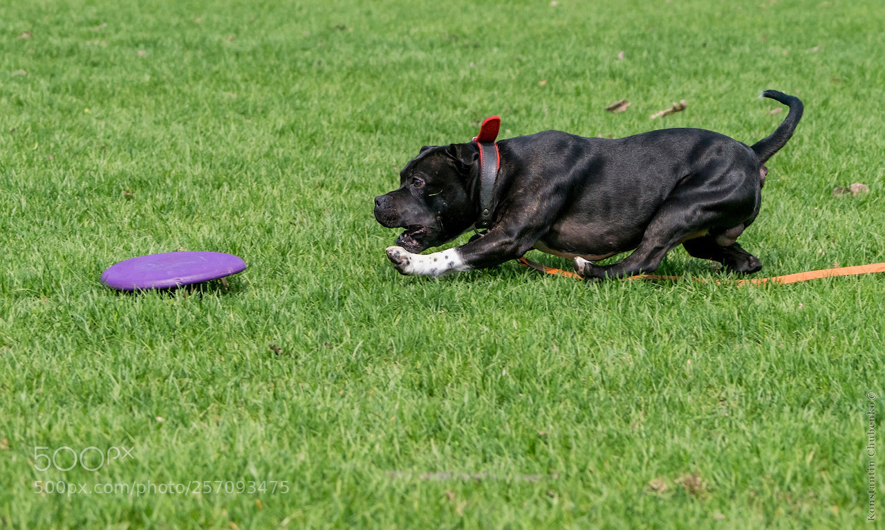 Sony a99 II sample photo. The crouching dragon photography