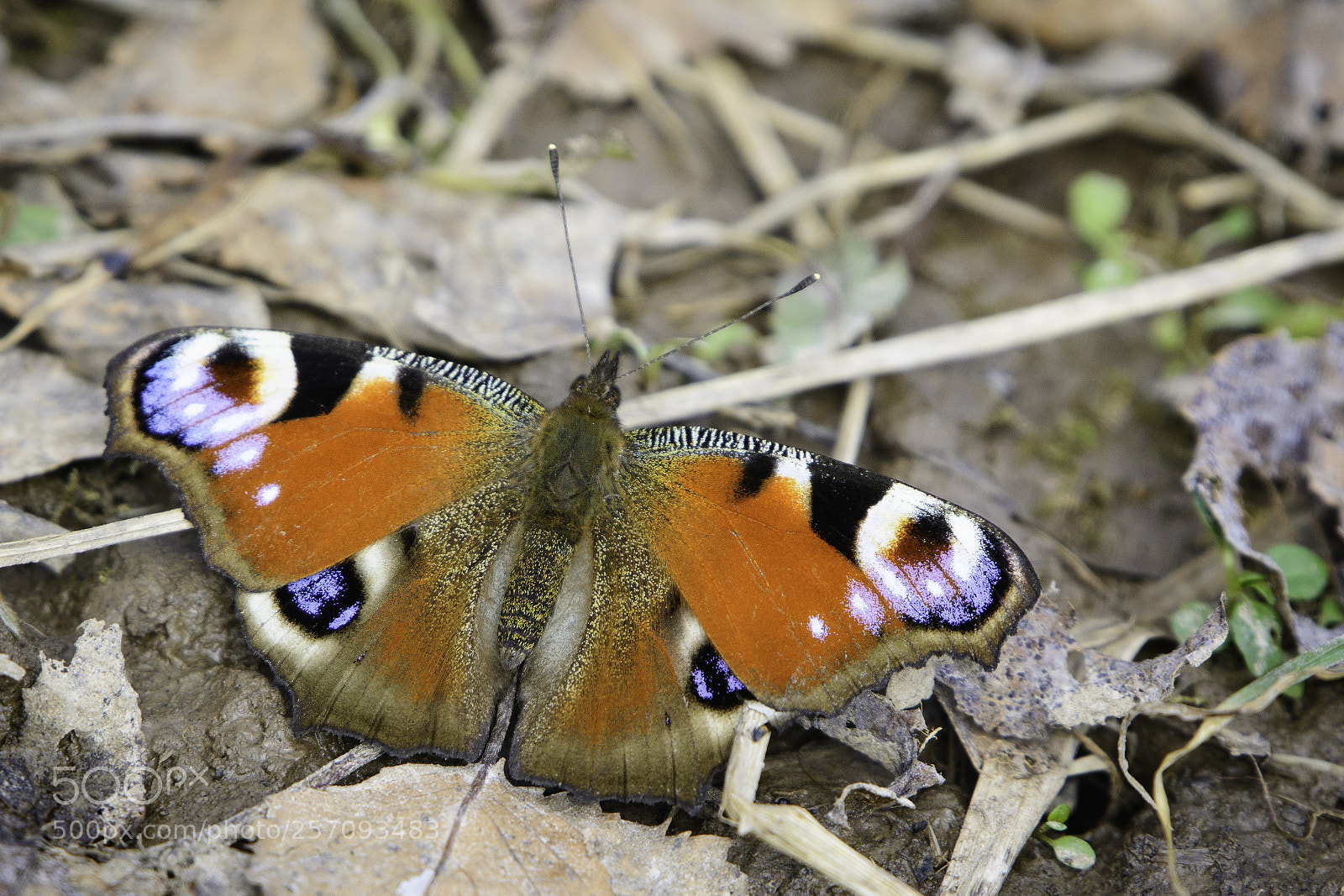Nikon D7100 sample photo. Peacock butterfly photography