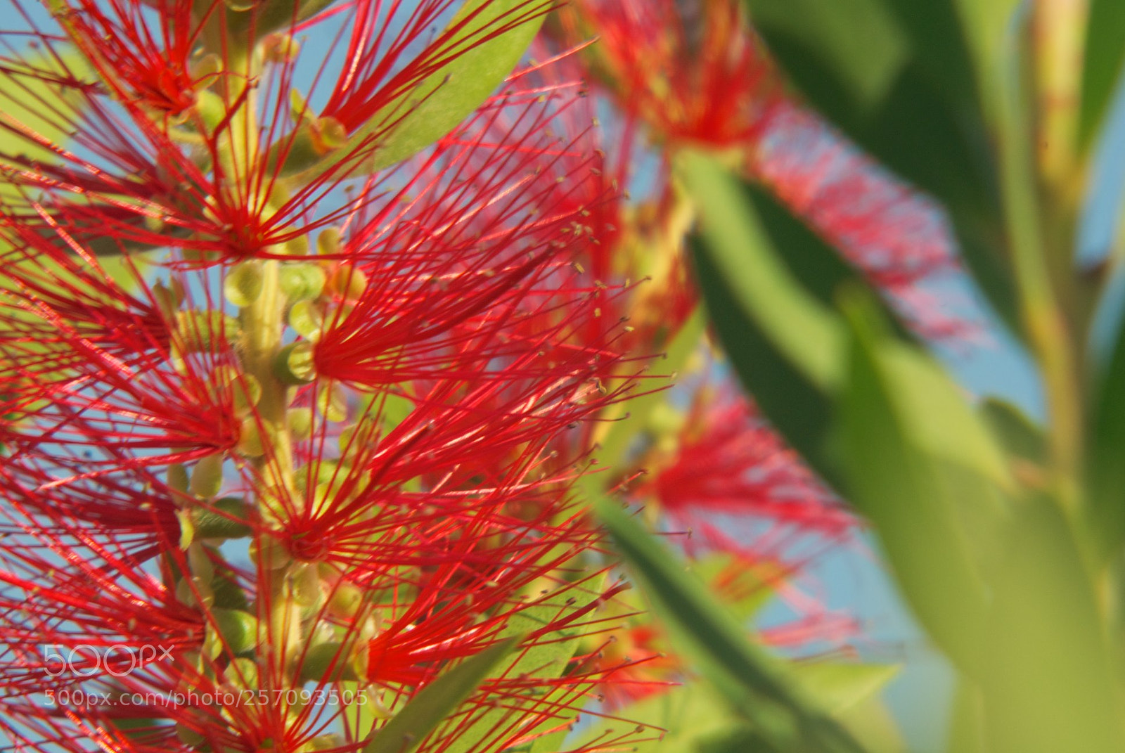 Nikon D60 sample photo. Version photography